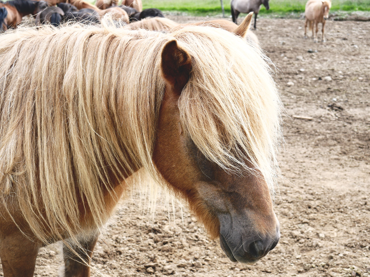 Ein Braunes Islandpferd steht im Wind bei seiner Herde