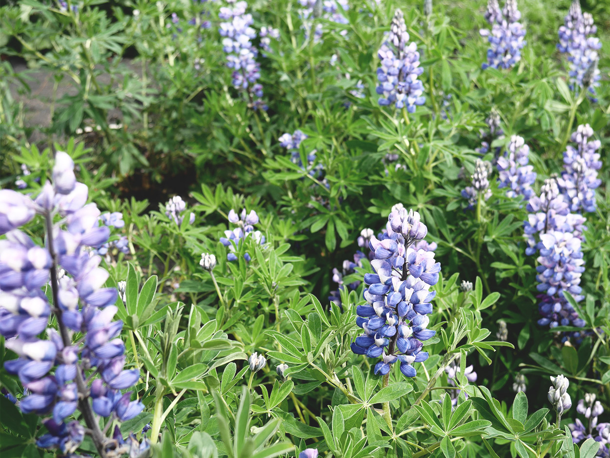 Arctic lupines