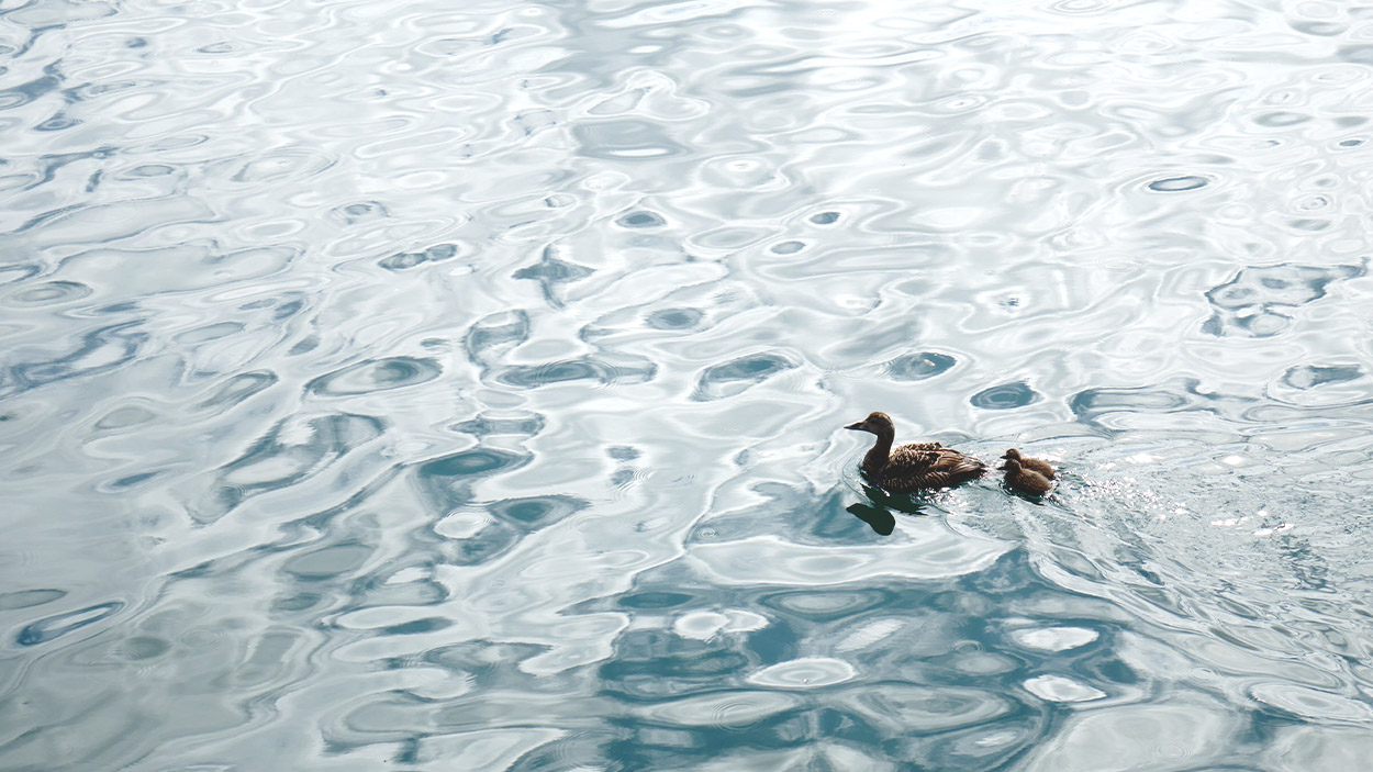 eider druck with chicks