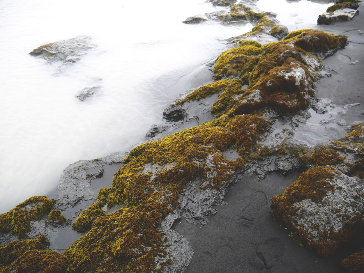 moss near the dettifoss waterfall