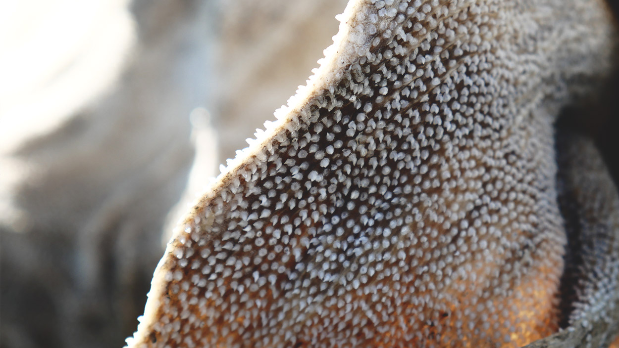greenland shark skin